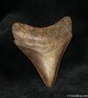 Inch Megalodon Tooth - Highly Serrated #1167-2